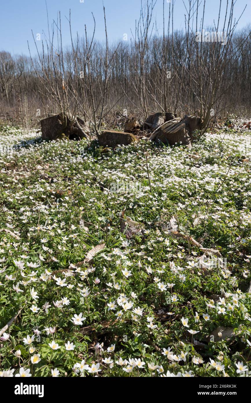 Il microclima del suolo forestale è stato modificato dall'impollarding di castagne dolci l'anno precedente, con una rigogliosa copertura di fiori primaverili di anemone in legno Foto Stock