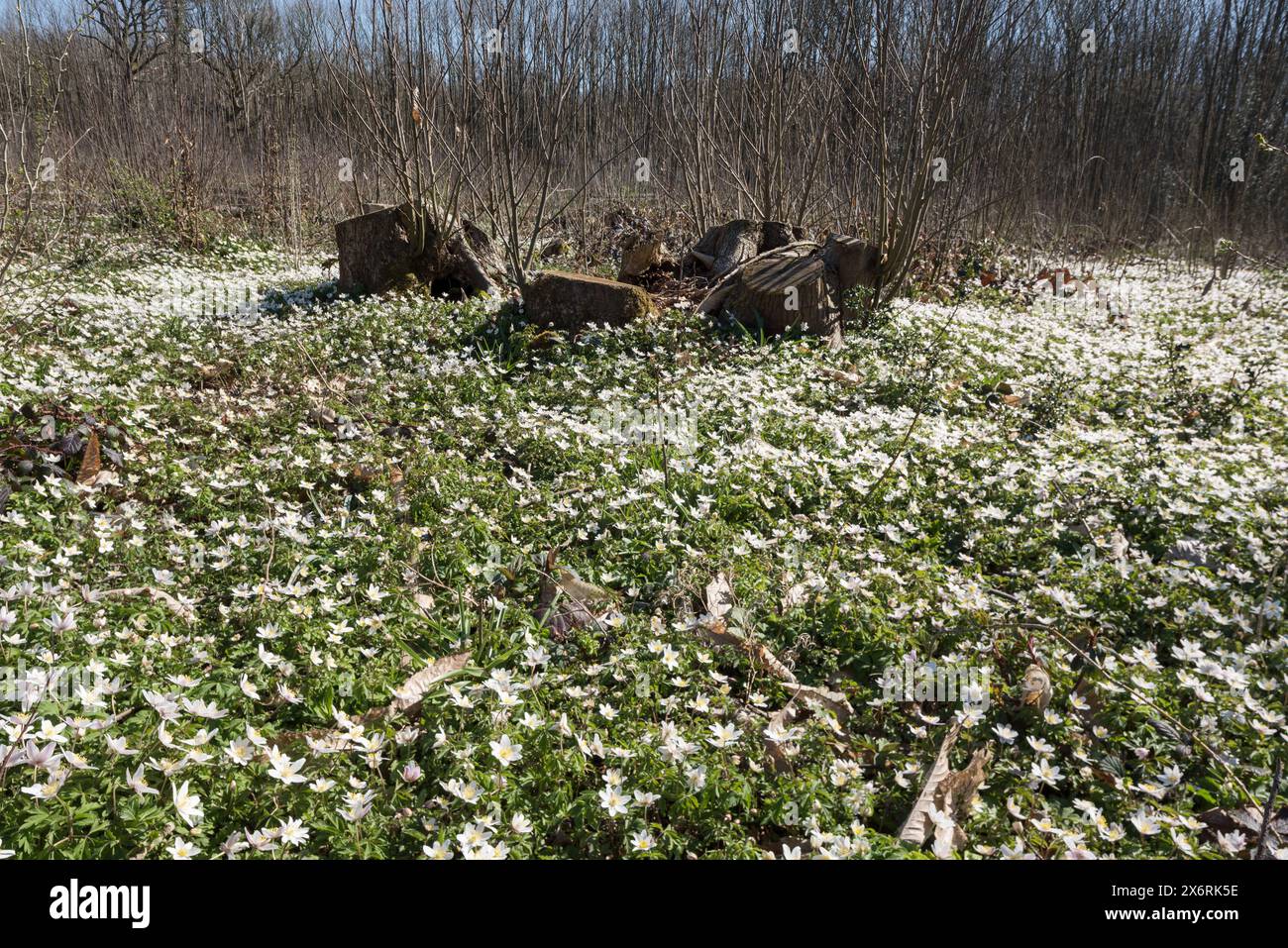 Il microclima del suolo forestale è stato modificato dall'impollarding di castagne dolci l'anno precedente, con una rigogliosa copertura di fiori primaverili di anemone in legno Foto Stock