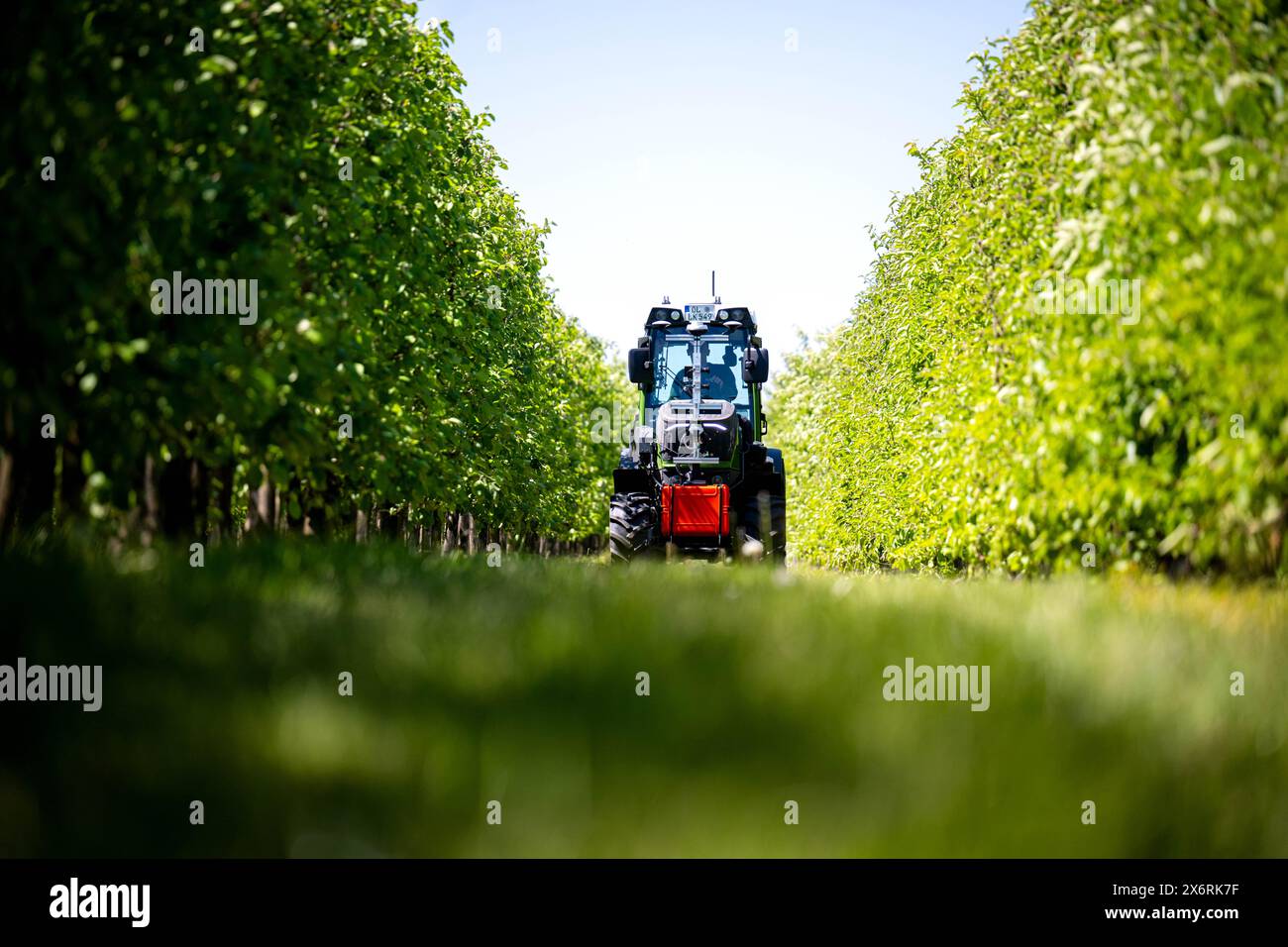 Jork, Germania. 14 maggio 2024. Un trattore dotato della tecnologia del progetto "SAMSON" ("Smart Automation Systems and Services for Fruit Growing on the Lower Elbe") attraversa le file di alberi. Con l'aiuto dell'intelligenza artificiale, un progetto di ricerca nella regione dell'Altes Land vicino ad Amburgo mira a rendere più efficiente la coltivazione della frutta. Uno degli obiettivi è individuare meglio i parassiti e utilizzare meno sostanze chimiche. Credito: Sina Schuldt/dpa/Alamy Live News Foto Stock