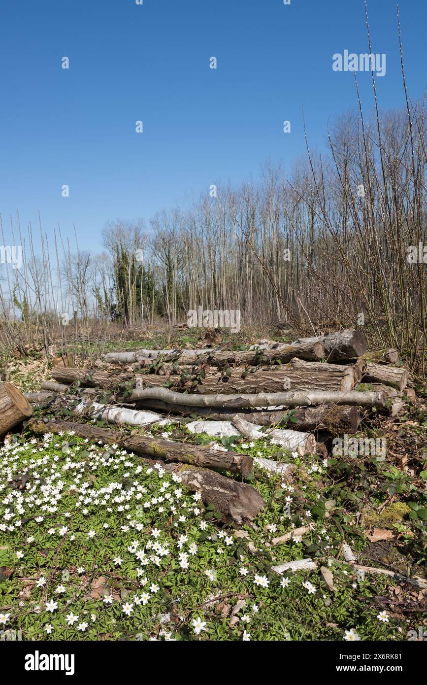 Il microclima del suolo forestale è stato modificato dall'impollarding di castagne dolci l'anno precedente, con una rigogliosa copertura di fiori primaverili di anemone in legno Foto Stock