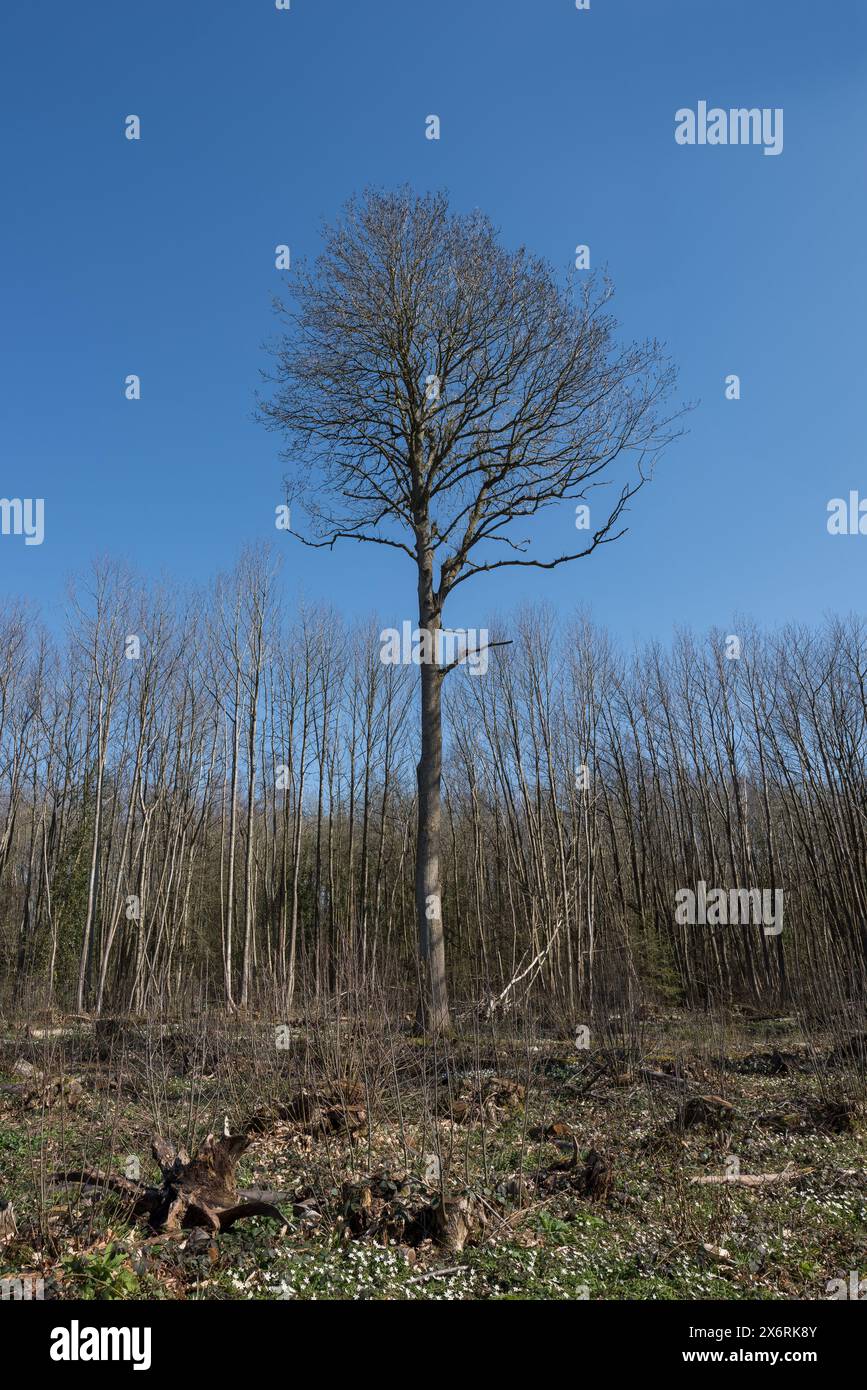 Il microclima del suolo forestale è stato modificato dall'impollarding di castagne dolci l'anno precedente, con una rigogliosa copertura di fiori primaverili di anemone in legno Foto Stock