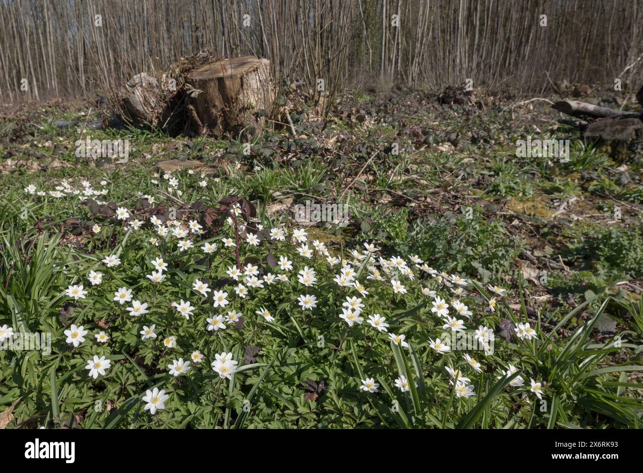 Il microclima del suolo forestale è stato modificato dall'impollarding di castagne dolci l'anno precedente, con una rigogliosa copertura di fiori primaverili di anemone in legno Foto Stock