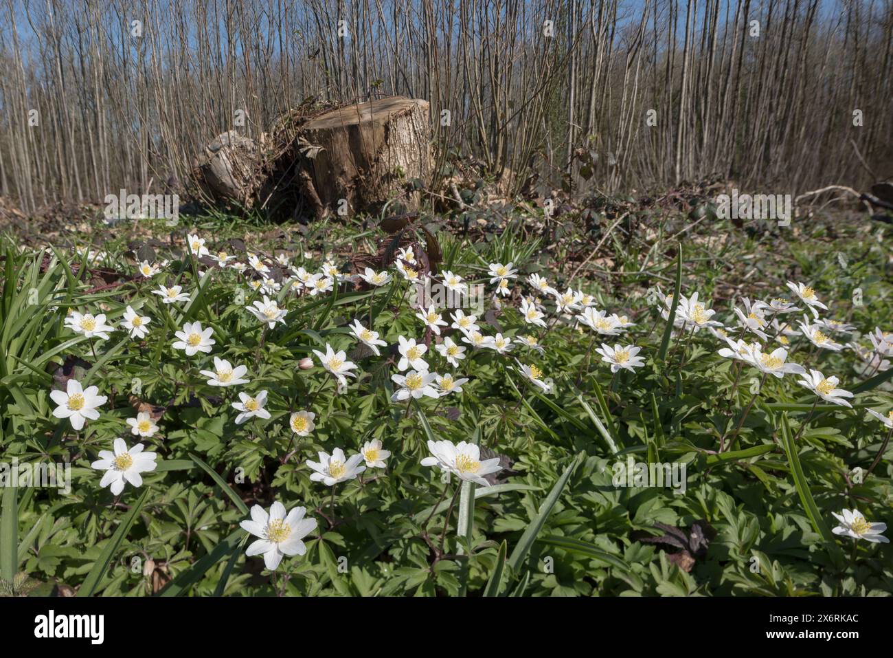 Il microclima del suolo forestale è stato modificato dall'impollarding di castagne dolci l'anno precedente, con una rigogliosa copertura di fiori primaverili di anemone in legno Foto Stock