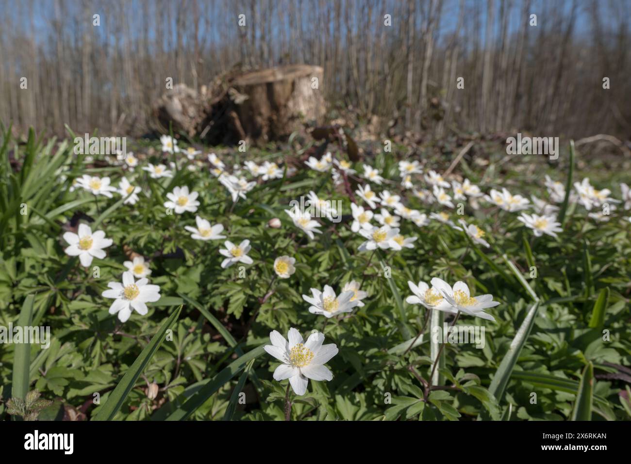 Il microclima del suolo forestale è stato modificato dall'impollarding di castagne dolci l'anno precedente, con una rigogliosa copertura di fiori primaverili di anemone in legno Foto Stock