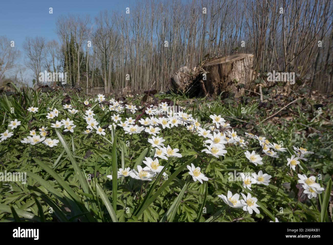 Il microclima del suolo forestale è stato modificato dall'impollarding di castagne dolci l'anno precedente, con una rigogliosa copertura di fiori primaverili di anemone in legno Foto Stock