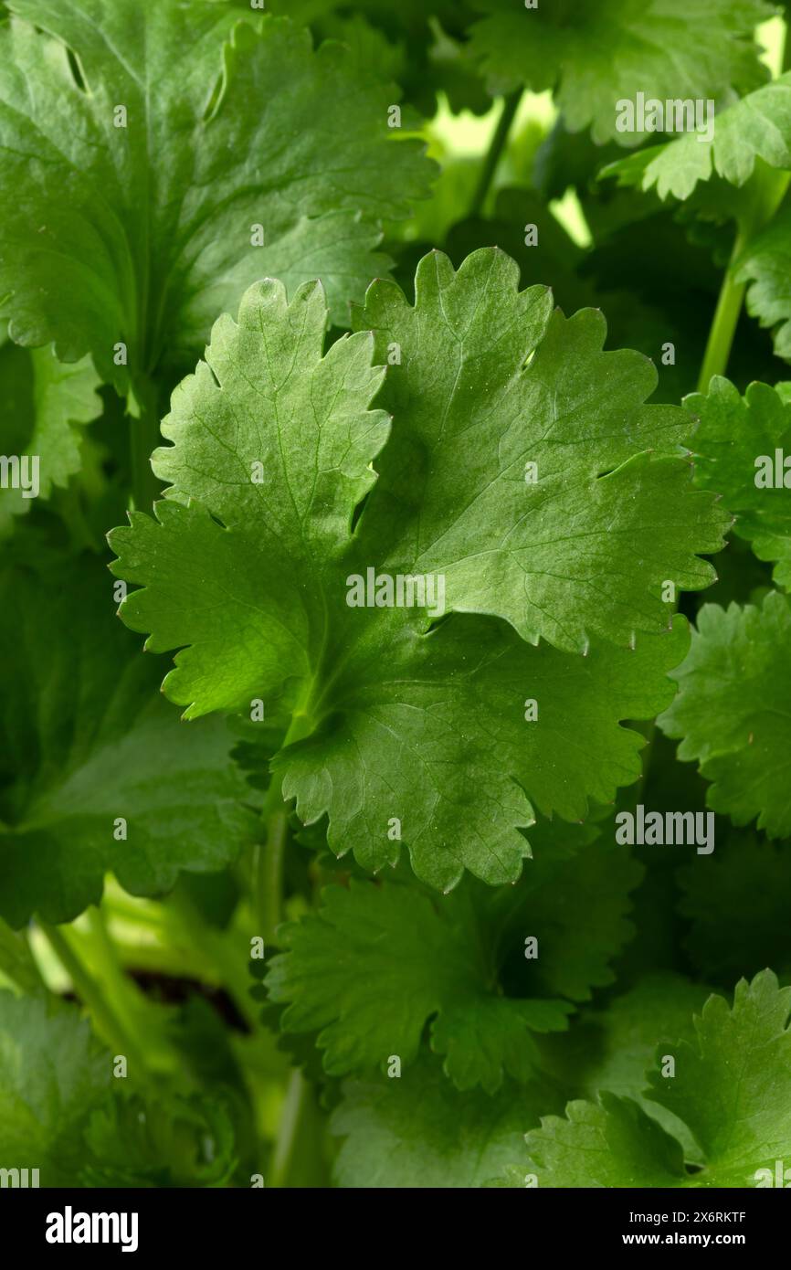 La pianta del coriandolo verde fresco lascia l'immagine completa come primo piano sullo sfondo Foto Stock