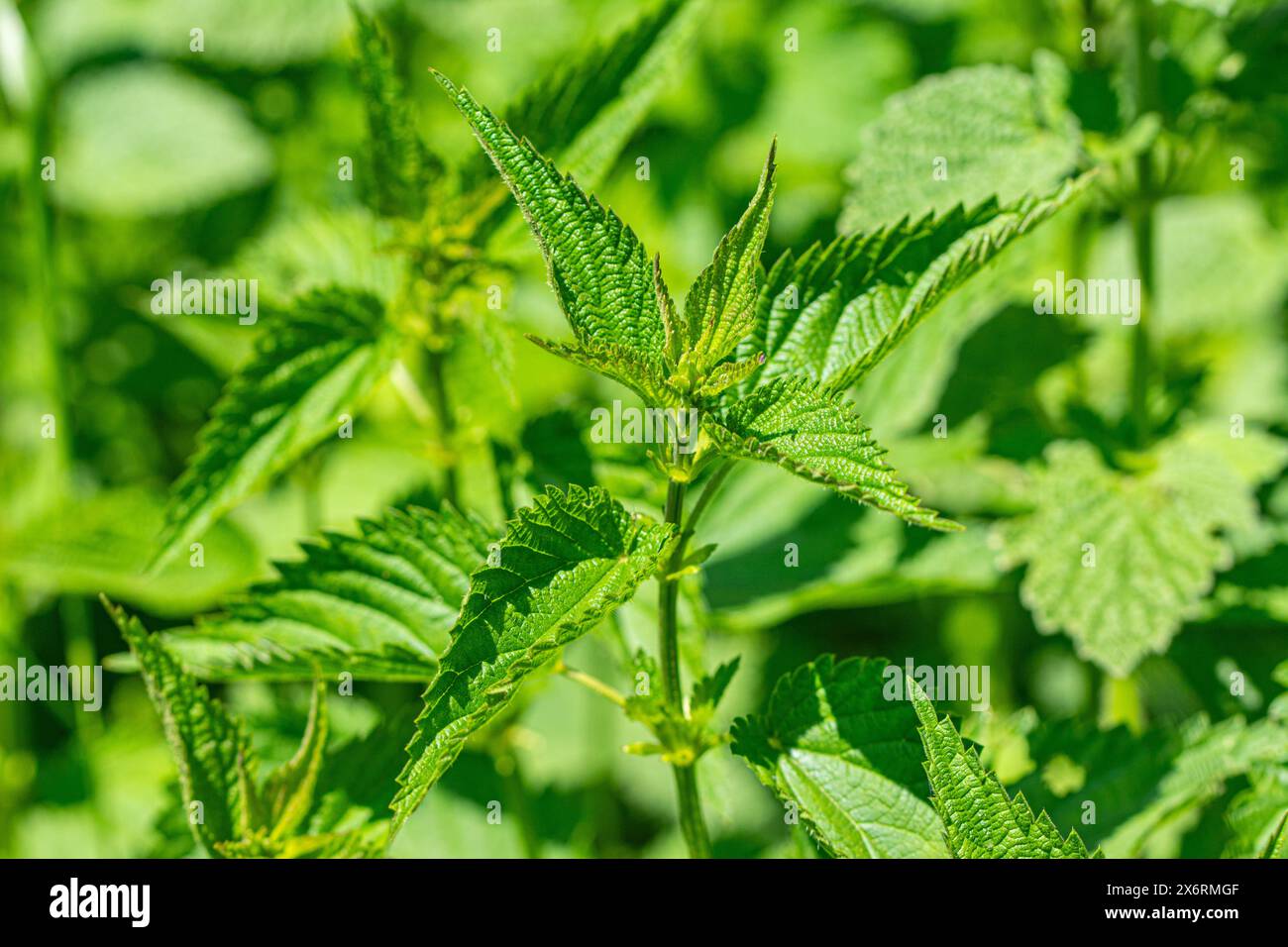 Urtica dioica, spesso nota come ortica comune, ortica da bruciare, ortica da puntura Foto Stock