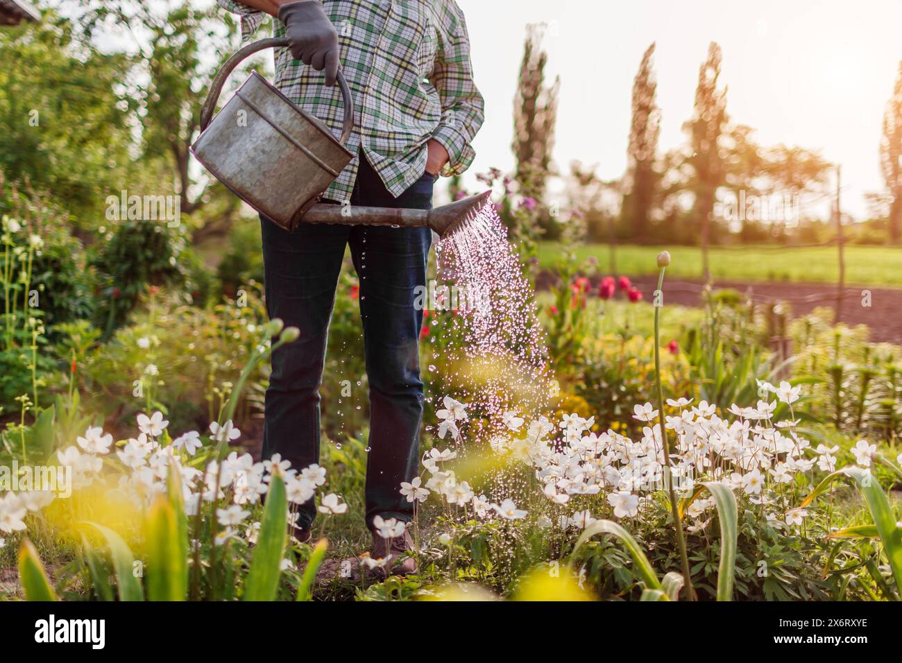 Donna che innaffia anemoni con annaffiatoio nel giardino di primavera. Giardiniere che si prende cura dei fiori in fiore al tramonto. Hobby Foto Stock