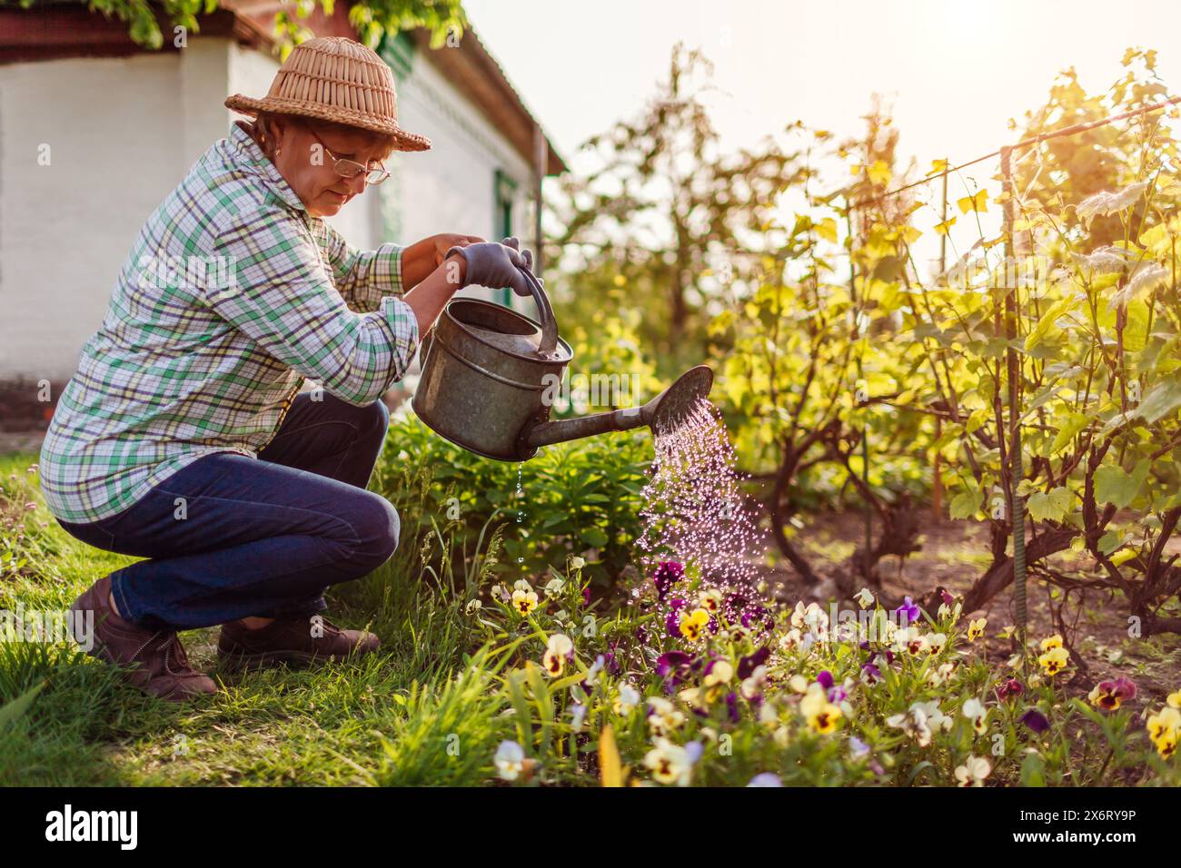 Donna anziana che innaffia violette in fiore con annaffiatoio nel giardino di primavera. Giardiniere che si prende cura delle pansie fiorite sul letto dei fiori al tramonto Foto Stock