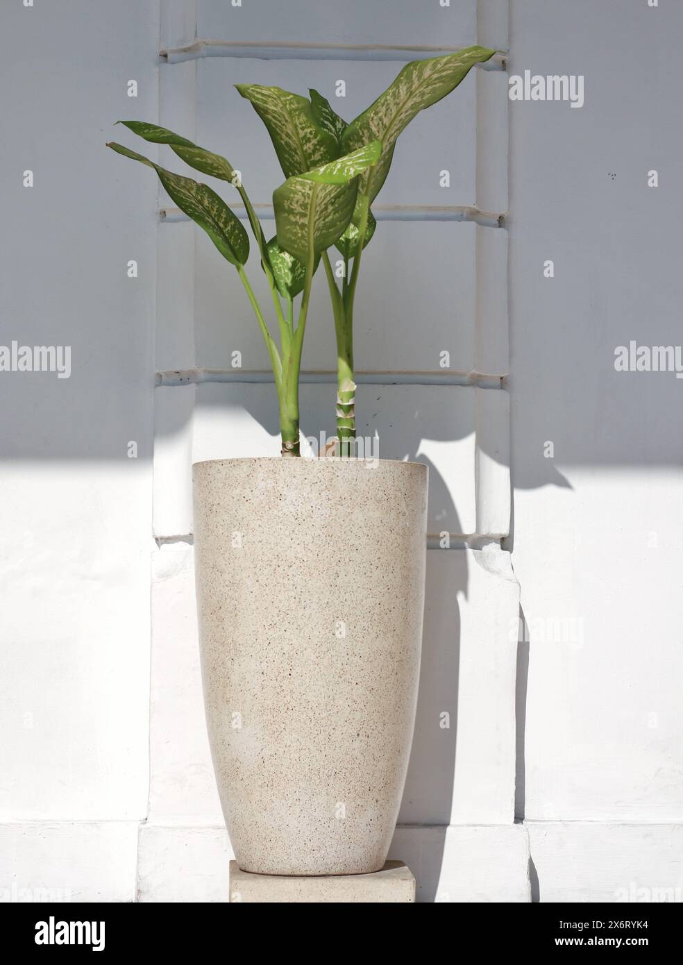 piante ornamentali in grandi vasi di ceramica Foto Stock