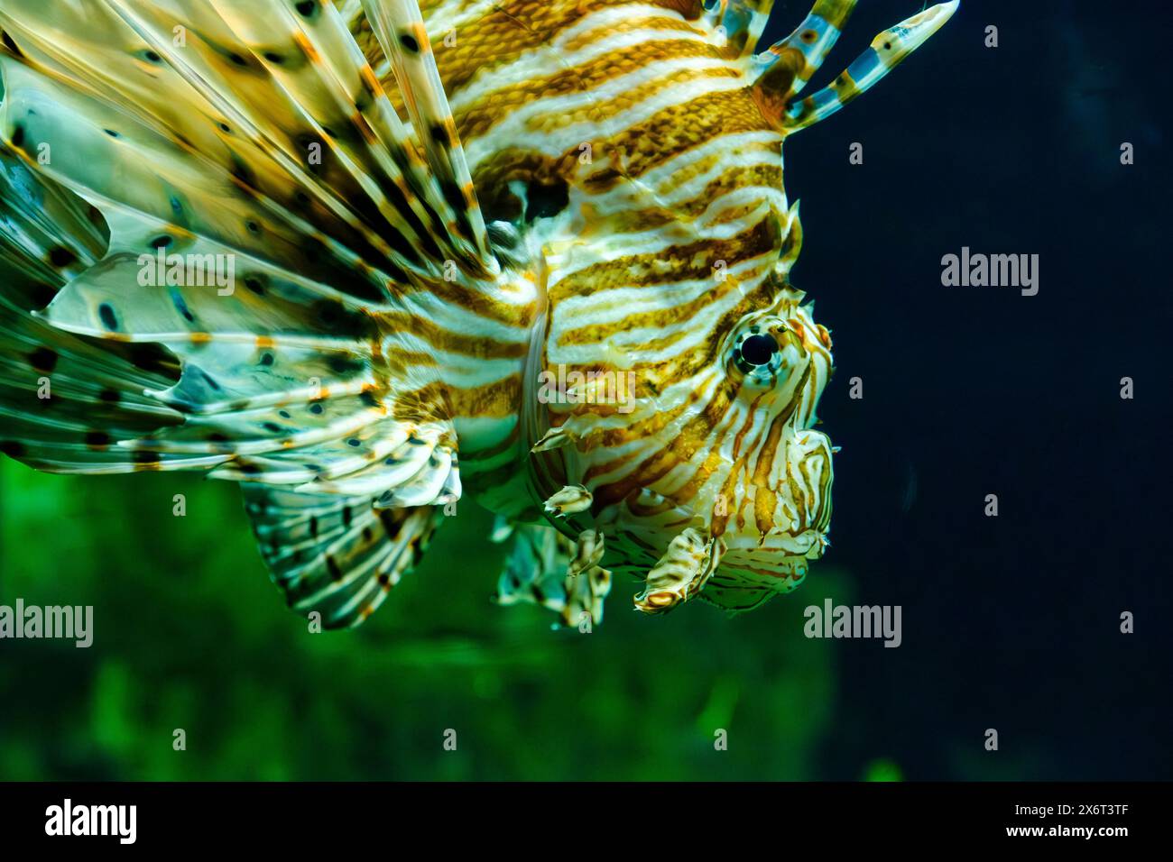Primo piano di un pesce leone (Pterois volitans) nuotando nell'acquario di Livorno, in Toscana, Italia. Foto Stock