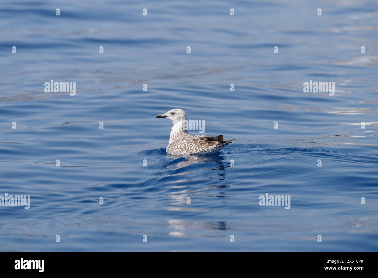 Il giovane gabbiano galleggia sulla superficie del mare, nel Mediterraneo, in Italia Foto Stock