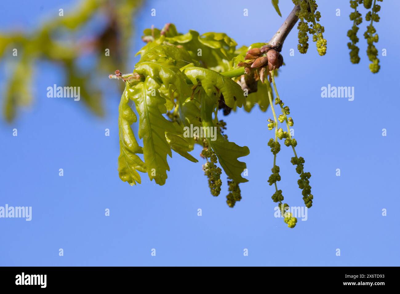 Stiel-Eiche, im Frühjahr, Blüten, Frühling, Blüte blühend, junge Blätter, Blatt, Eichenlaub, Eichen, Stieleiche, Eiche, alte Eiche in der Elbtalaue, Foto Stock