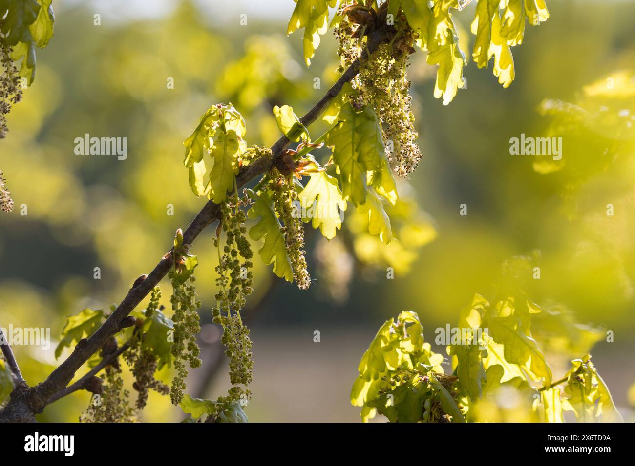 Stiel-Eiche, im Frühjahr, Blüten, Frühling, Blüte blühend, junge Blätter, Blatt, Eichenlaub, Eichen, Stieleiche, Eiche, alte Eiche in der Elbtalaue, Foto Stock