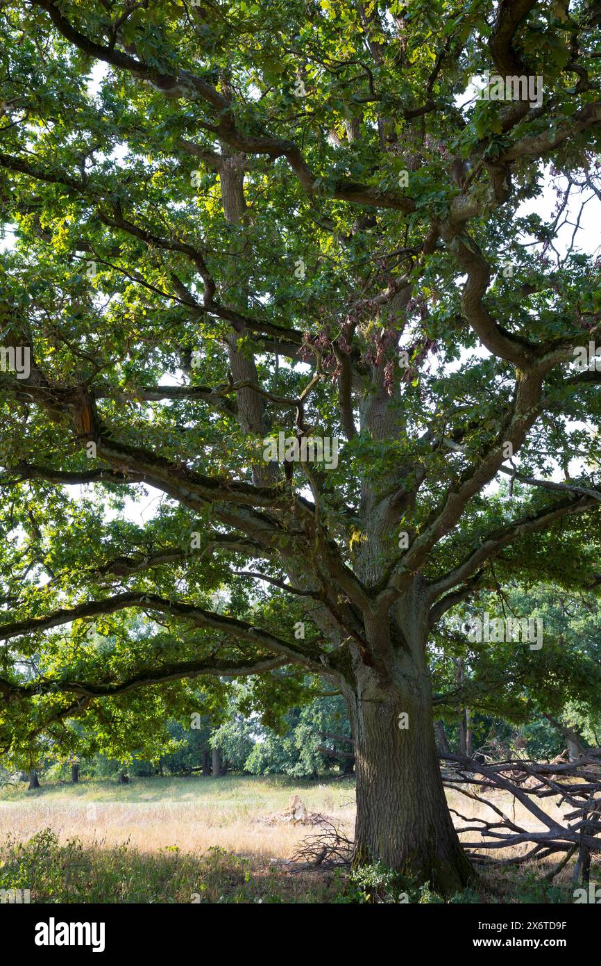 Stiel-Eiche, Eichen, Stieleiche, Eiche, alte Eiche in der Elbtalaue, Quercus robur, Quercus pedunculata, Rovere inglese, quercia pedunculata, le chêne pédonc Foto Stock