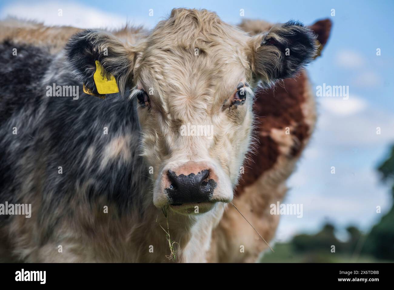 Hereford polpaccio con naso nero che guarda nella telecamera Foto Stock
