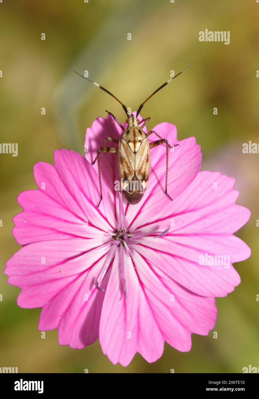 Cimice vegetale si è insediato sul fiore rosa Petrorhagia glumacea nel Mediterraneo Foto Stock