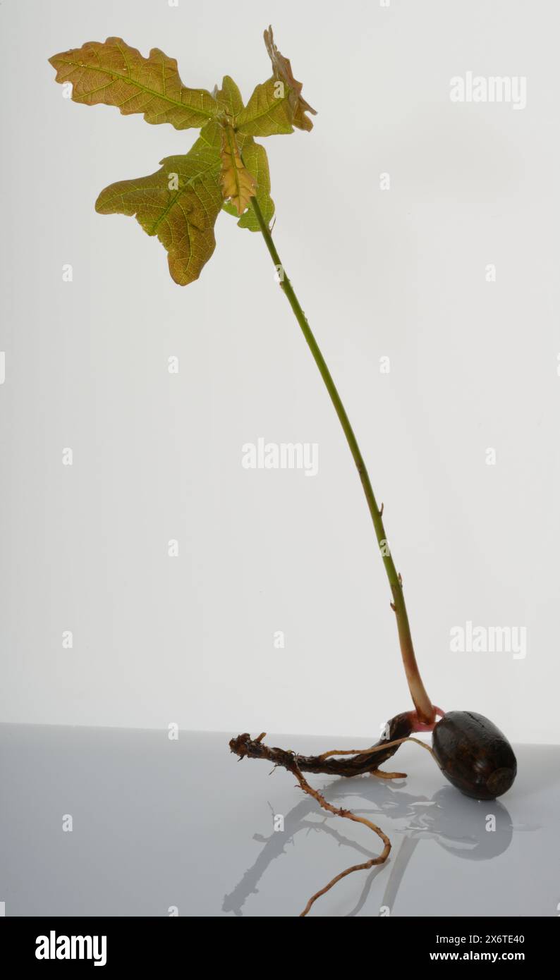 Pianta di alberello di quercia che emerge dalla sua ghianda. Riproduzione vegetale. Biologia. Nuova vita, crescita. Foto Stock