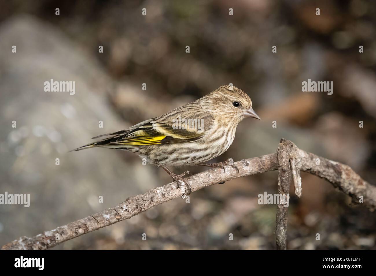 Pine Siskin è arroccato su una diramazione nell'Alaska centro-meridionale. Foto Stock