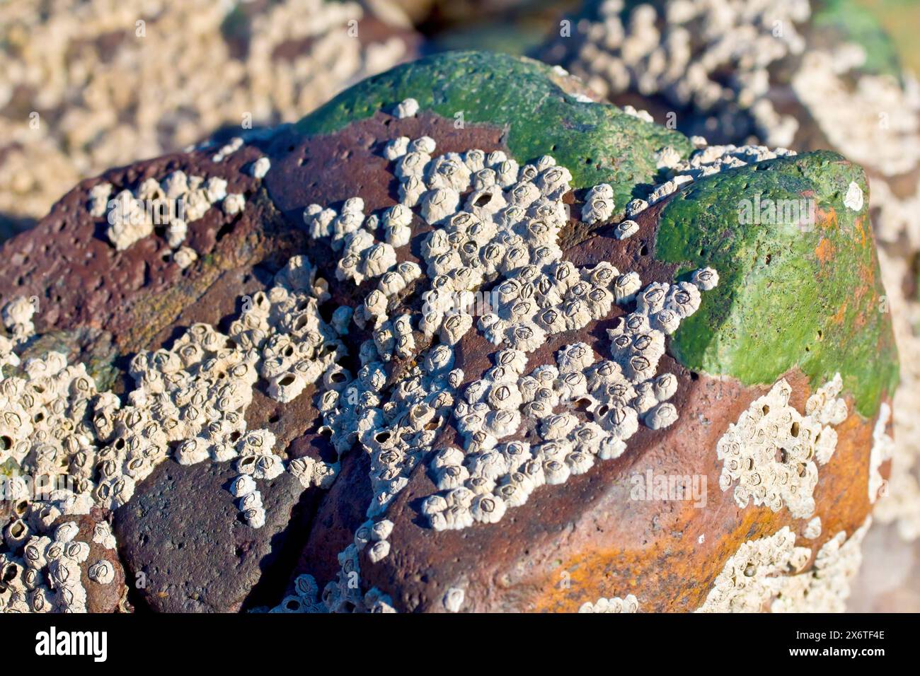 Barnacles o Acorn Barnacles (semibalanus balanoides), primo piano che mostra gruppi di crostacei comuni su una roccia da spiaggia al sole. Foto Stock