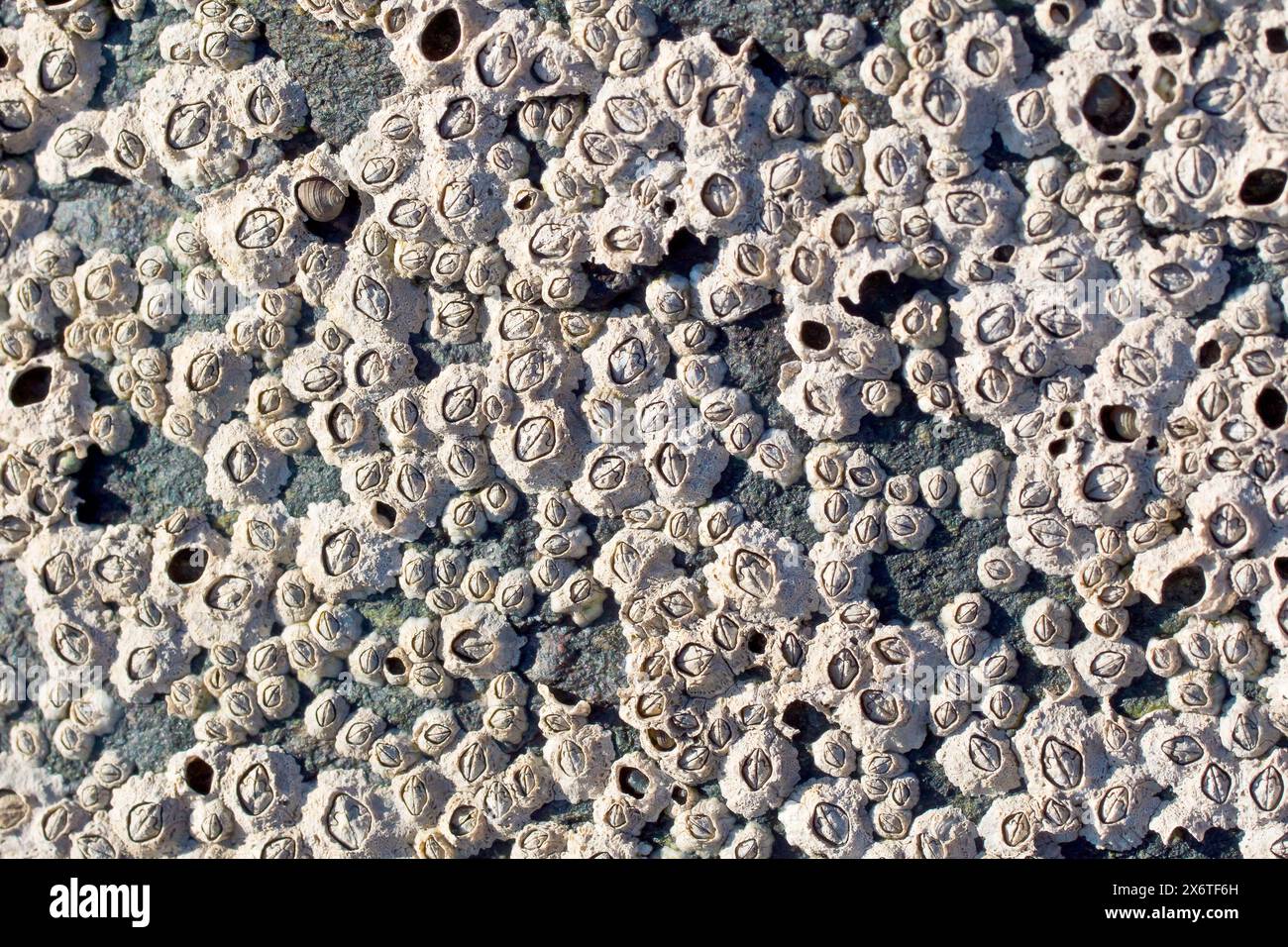 Barnacoli o barnacoli di mais (semibalanus balanoides), primo piano che mostra una roccia basaltica scura incrociata con il crostaceo con la bassa marea al sole. Foto Stock