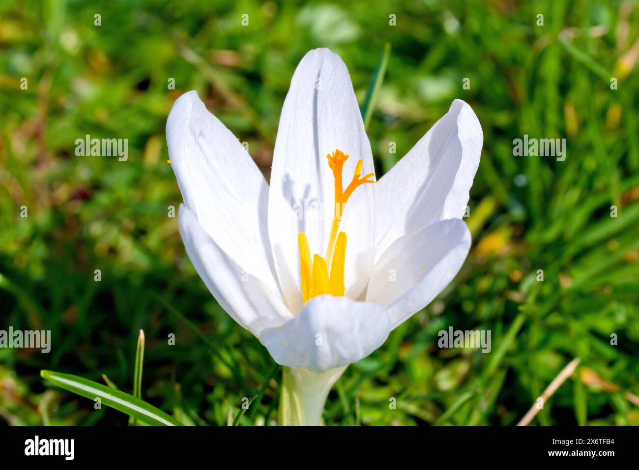 Crocus (crocus vernus), primo piano di un singolo fiore bianco che cresce sull'erba rifilata di un bordo della strada in primavera. Foto Stock