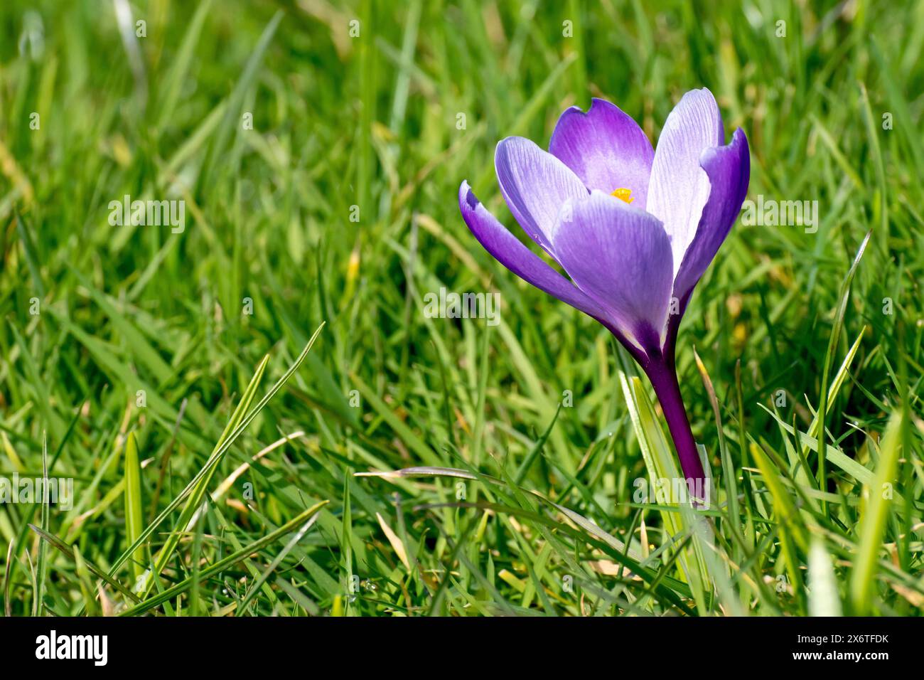 Crocus (crocus vernus), primo piano di un singolo fiore viola che cresce sull'erba rifilata di un bordo della strada in primavera. Foto Stock