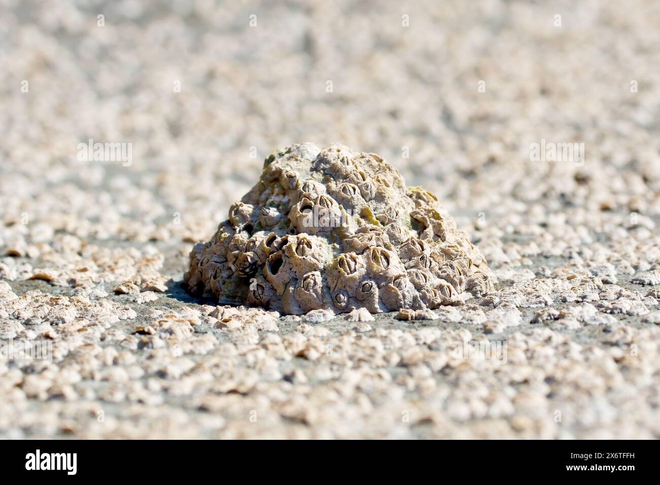 Primo piano di un singolo Limpet isolato (patella vulgata) incrostato con i Barnacoli di mais (semibalanus balanoides) su una roccia sulla spiaggia con la bassa marea. Foto Stock