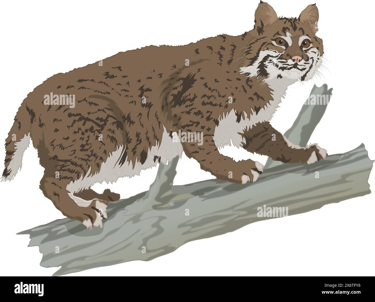 Bob Cat su Tree Trunk Illustrazione Vettoriale Bob Cat su Tree Trunk Illustrazione Vettoriale