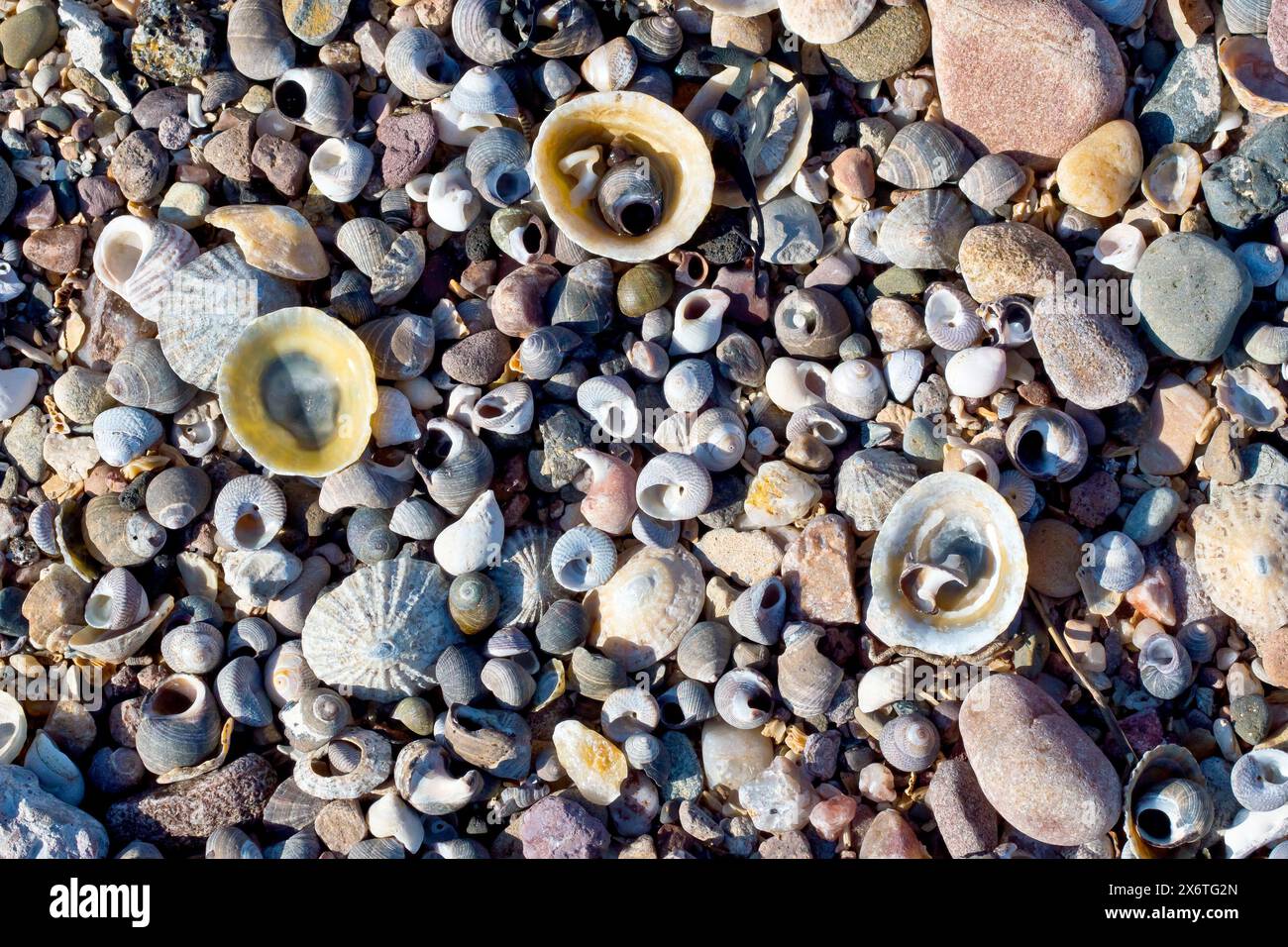 Primo piano di una collezione di conchiglie diverse bagnate su una spiaggia di ciottoli, tra cui chiome, caramelle e conchiglie con bottoni. Foto Stock