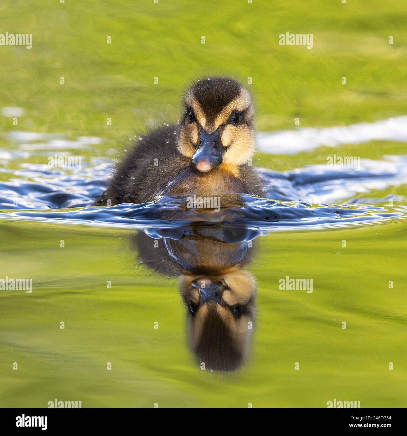 Anatroccolo piccolo che nuota sulla superficie dell'acqua (Anas platyrhynchos) Foto Stock