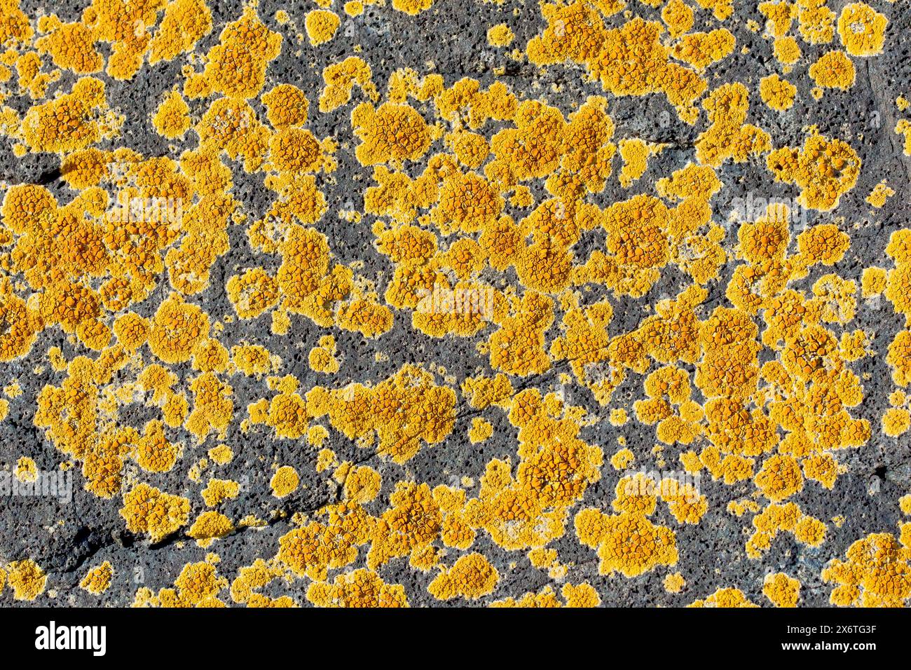 Xanthoria Parietina, nomi comuni includono Maritime Sunburst, Shore Lichen e Yellow Scale, vicino al lichene su una roccia basaltica scura sulla spiaggia. Foto Stock