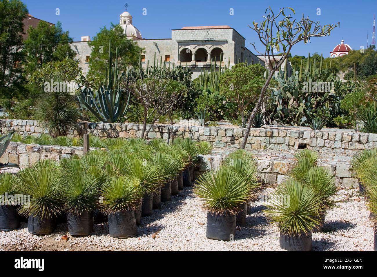 Oaxaca, Messico, Nord America. Giardino etnobotanico (Jardin Etnobotánico). Foto Stock