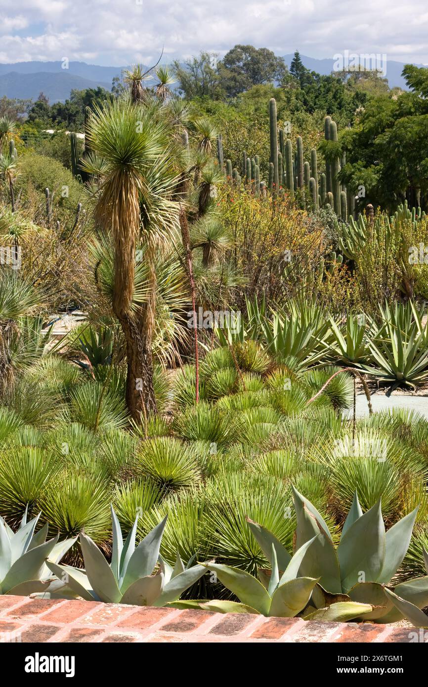 Oaxaca, Messico, Nord America. Giardino etnobotanico (Jardin Etnobotánico), sui terreni dell'ex monastero della chiesa di Santo Domingo. Foto Stock