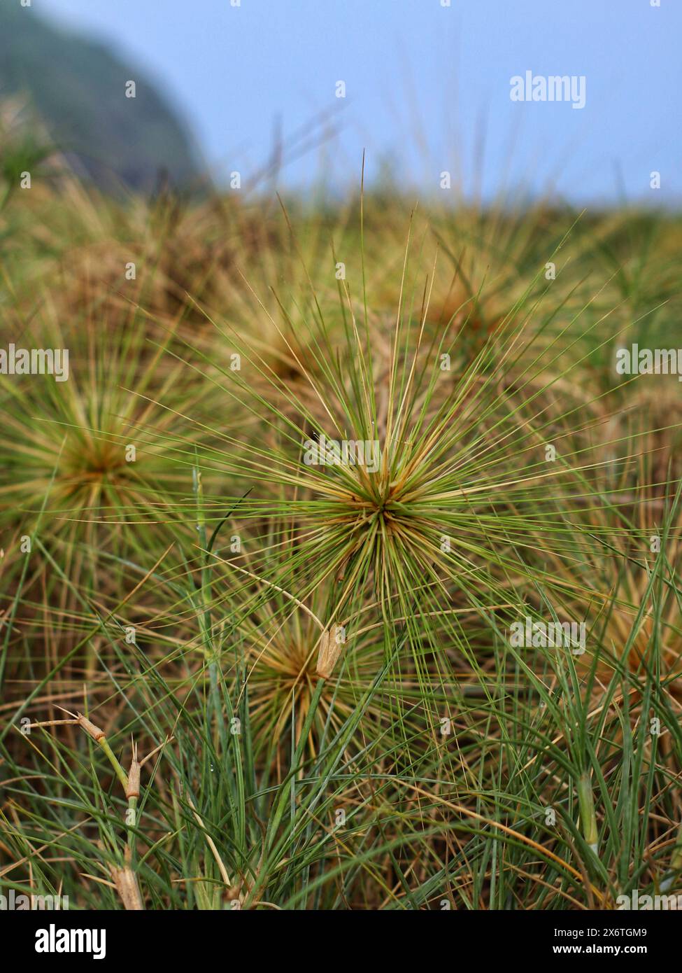 un'erba selvatica chiamata spinifex littoreus che cresce spesso nelle aride aree costiere Foto Stock