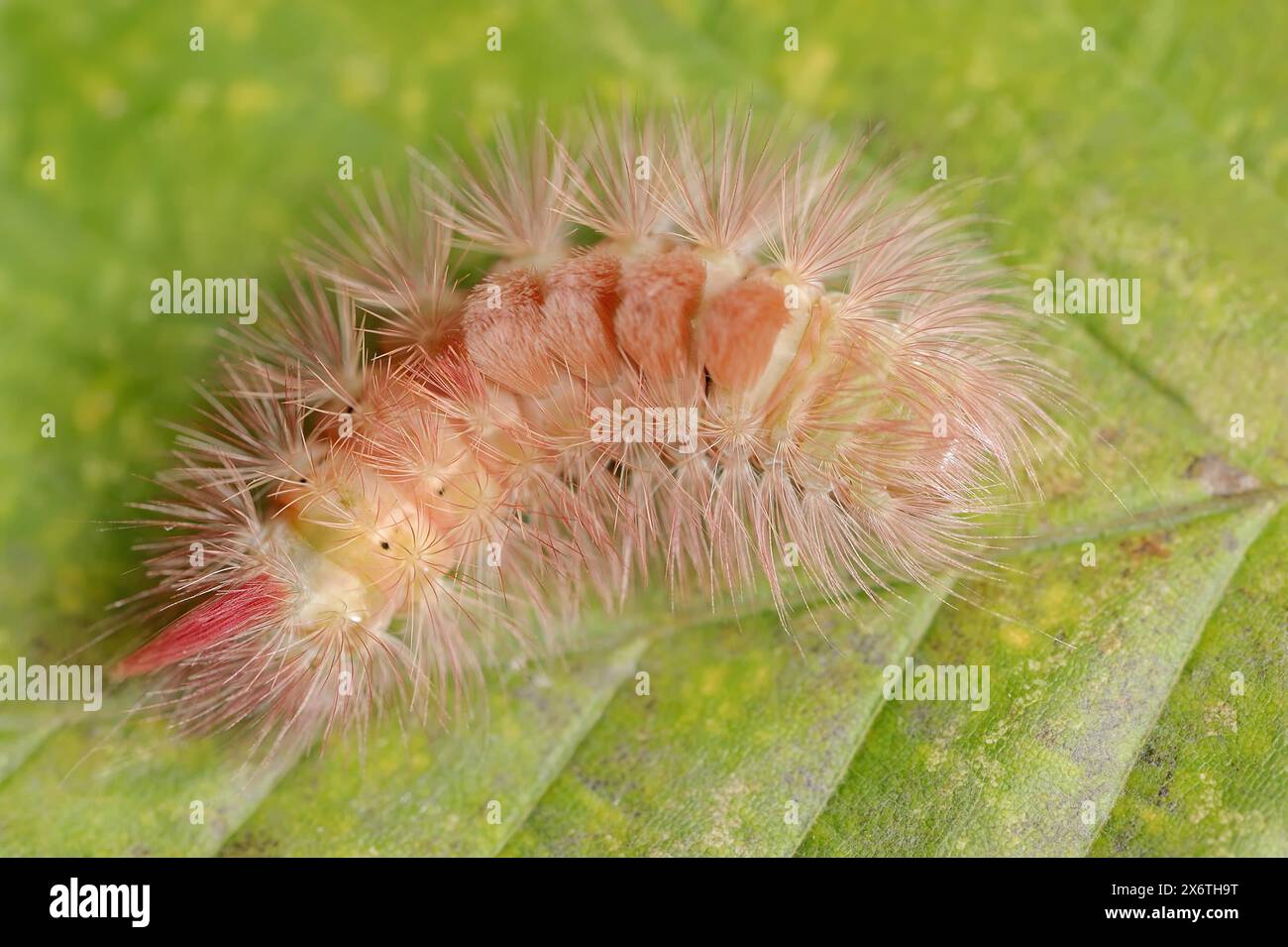 Tussock chiaro (Calliteara pudibunda), caterpillar della variante di colore rosso, Renania settentrionale-Vestfalia, Germania Foto Stock