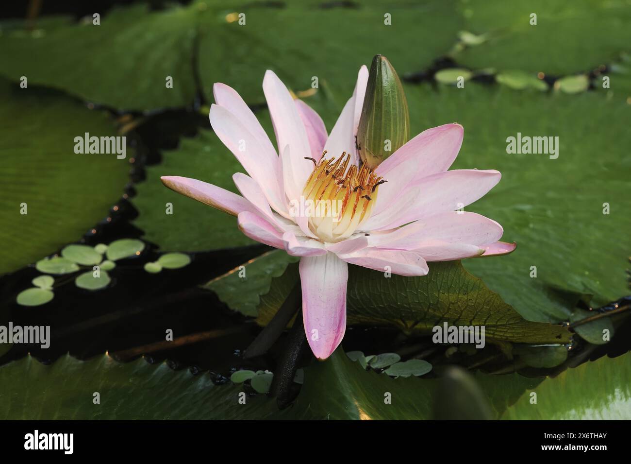 Loto blu (Nymphaea caerulea), fiore originario dell'Africa, piante ornamentali, Renania settentrionale-Vestfalia, Germania Foto Stock