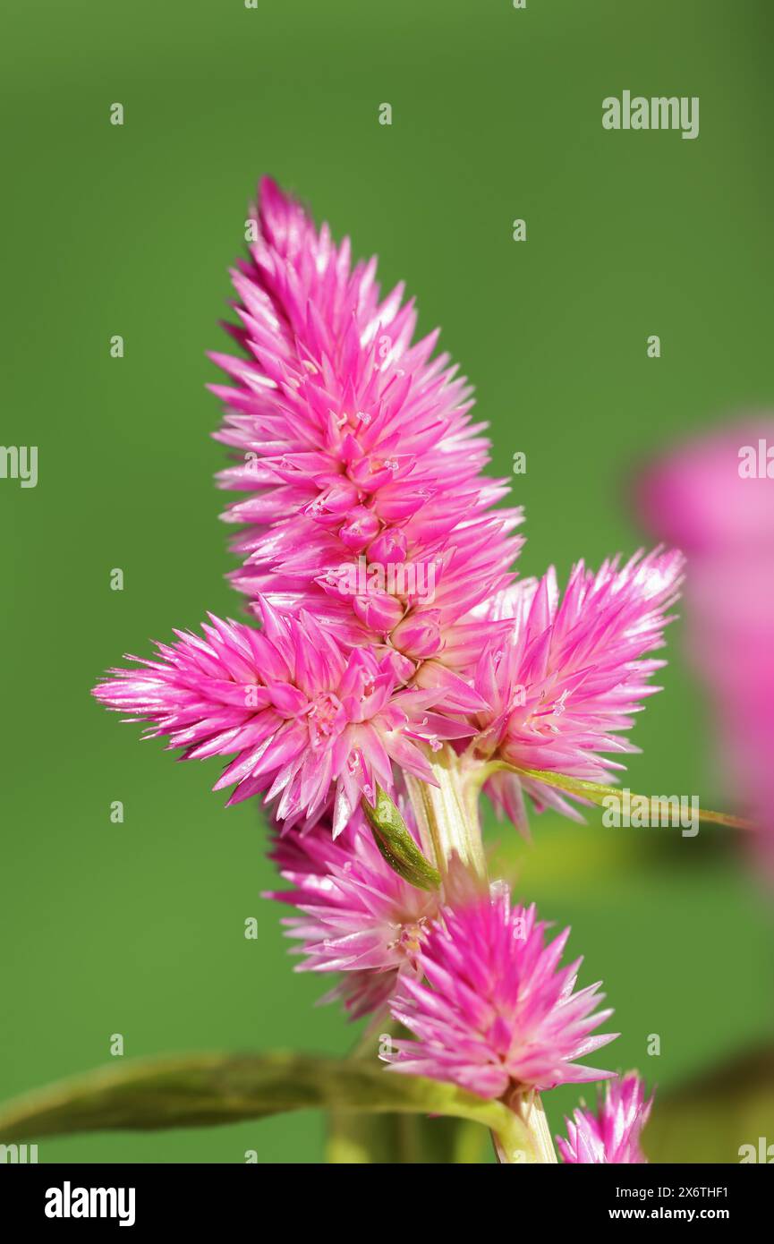 Plumose celosia (Celosia argentea var. Plumosa), infiorescenza, piante ornamentali, Renania settentrionale-Vestfalia, Germania Foto Stock