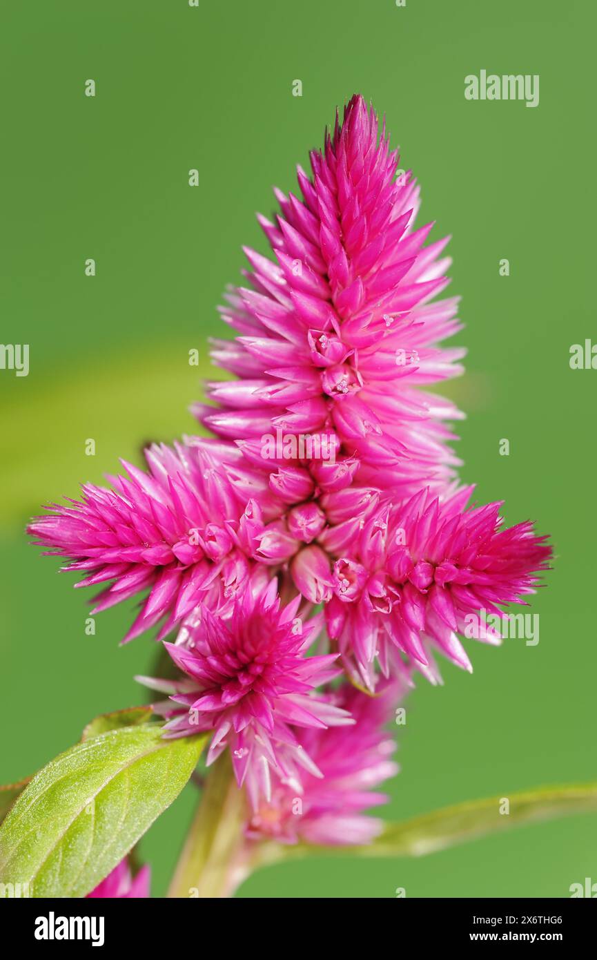 Plumose celosia (Celosia argentea var. Plumosa), infiorescenza, piante ornamentali, Renania settentrionale-Vestfalia, Germania Foto Stock