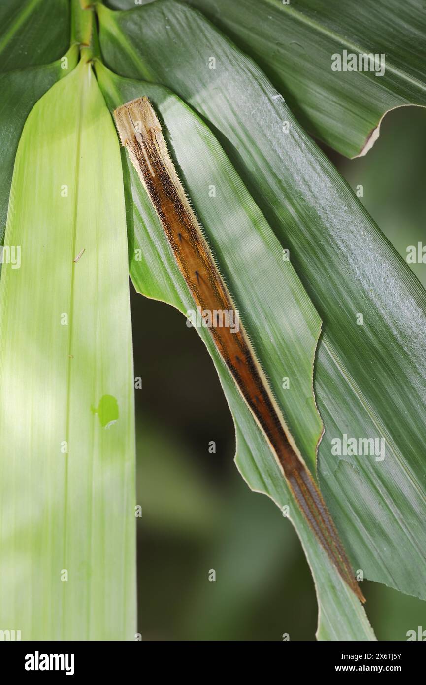 Farfalla di Owl o farfalla di bambù (Eryphanis polyxena), caterpillar, presenza in Sud America, prigionia, Renania settentrionale-Vestfalia, Germania Foto Stock