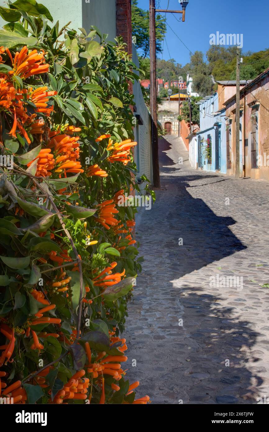 Oaxaca; Messico; Nord America; Street Scene, Manuel Garcia Vigil Street, architettura, fontana Foto Stock