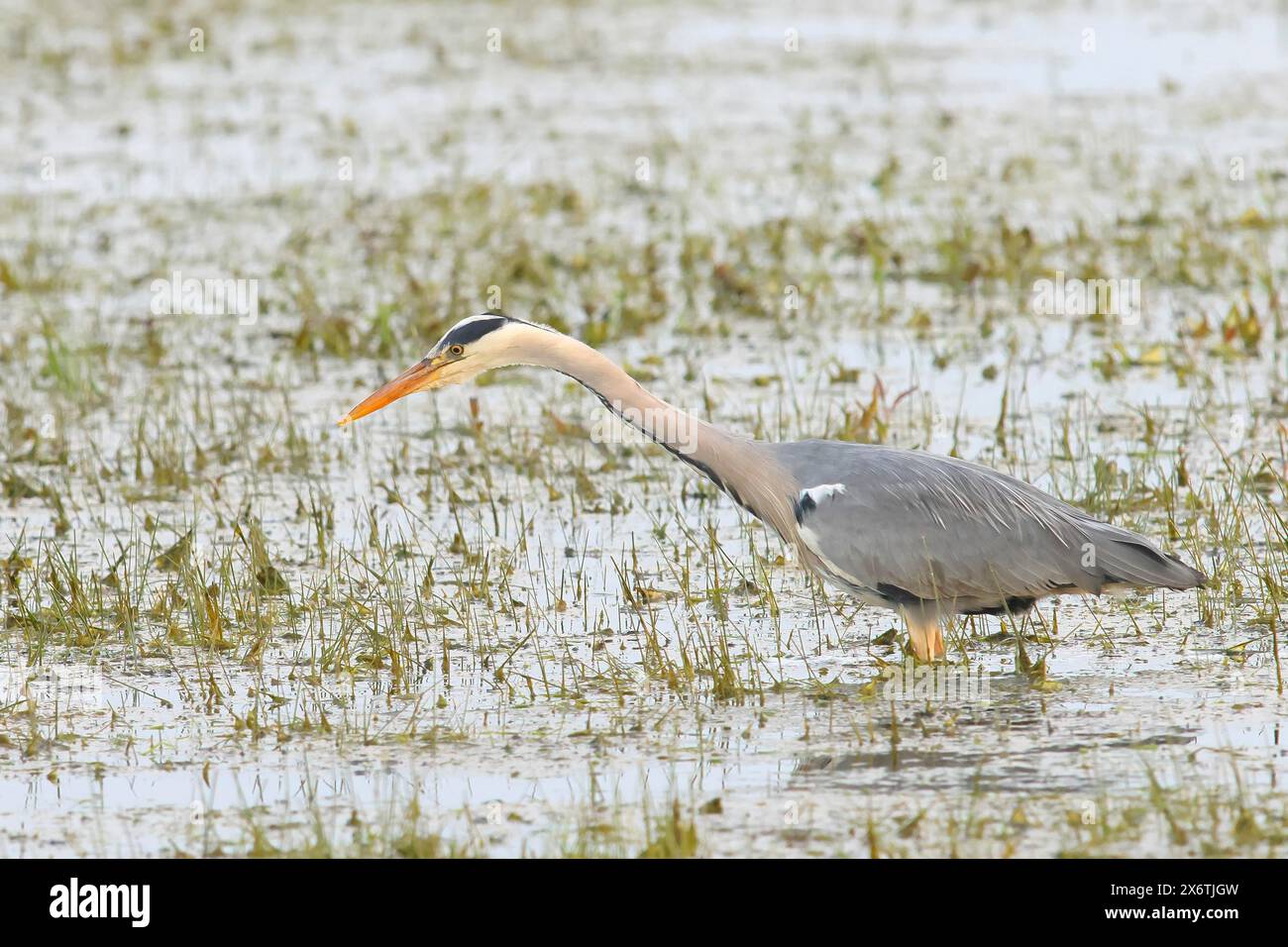 Aironi grigi (Ardea cinerea) che si nutrono in prati umidi, primaverili, animali selvatici, Huede, Ochsen Moor, parco naturale Duemmer, bassa Sassonia, Germania Foto Stock