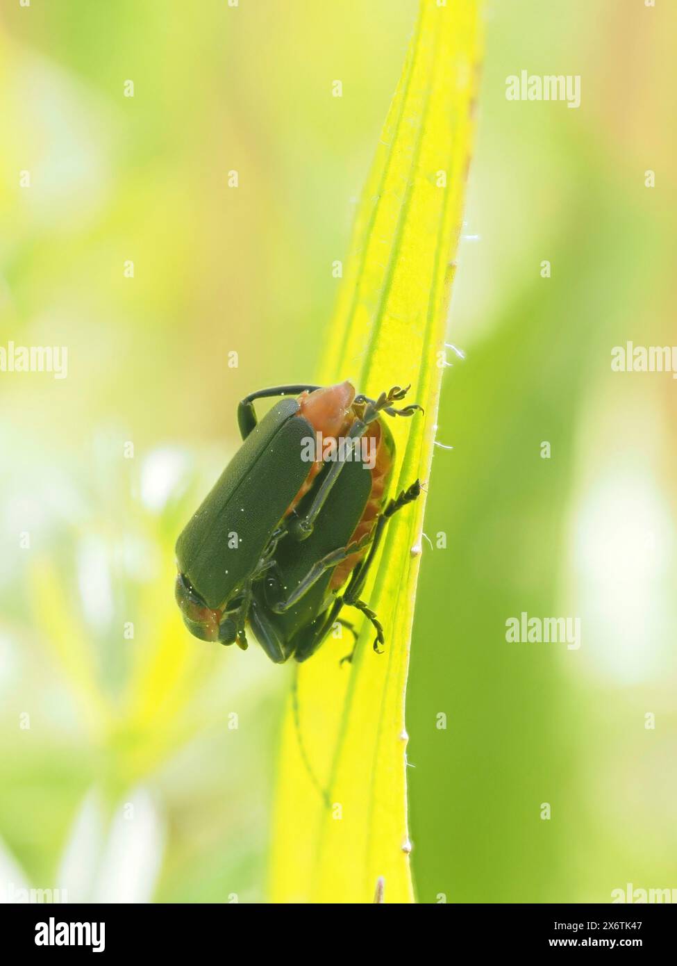 Accoppiamento di insetti, vicino a Bad Mitterndorf, Stiria, Austria Foto Stock