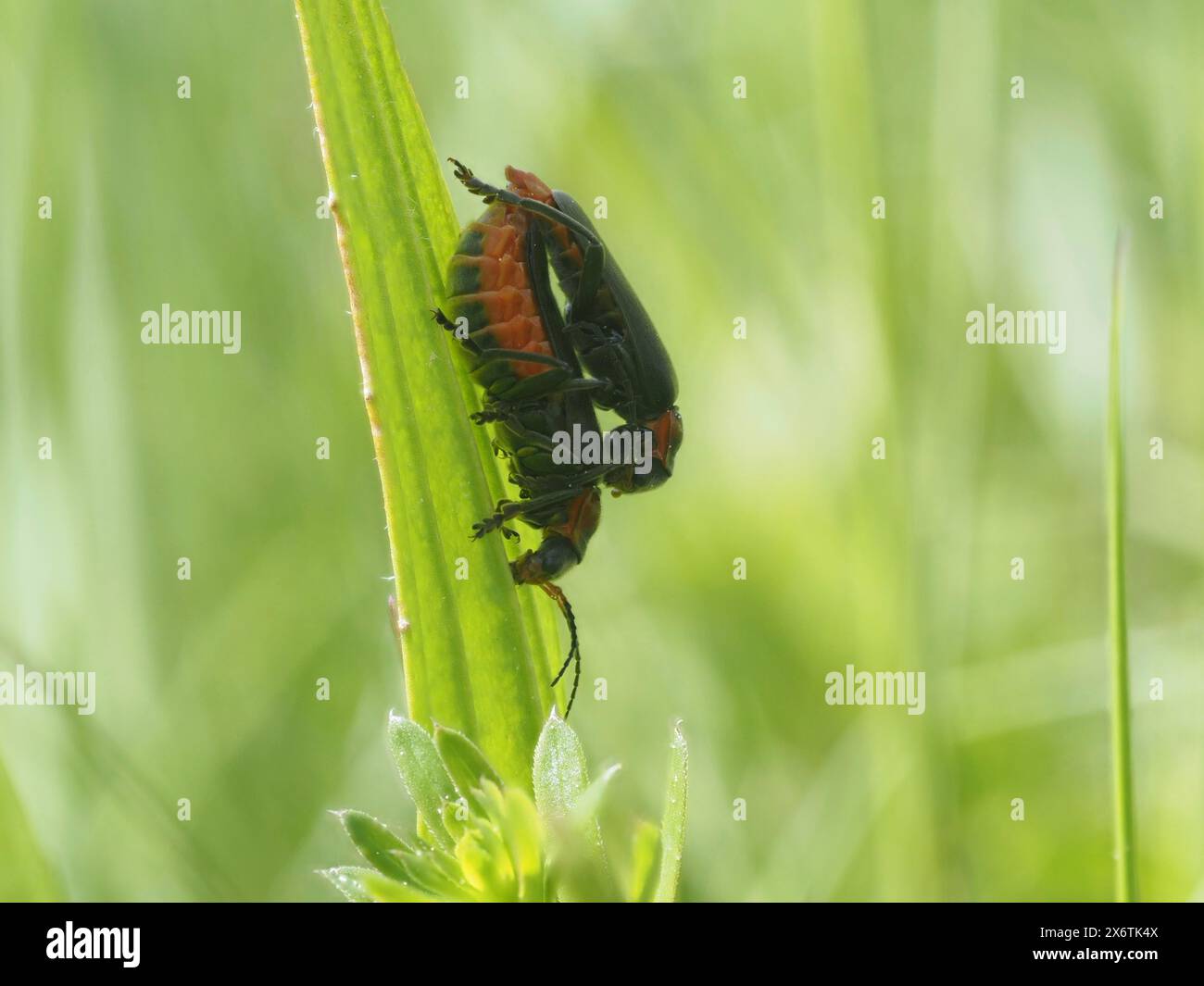 Accoppiamento di insetti, vicino a Bad Mitterndorf, Stiria, Austria Foto Stock