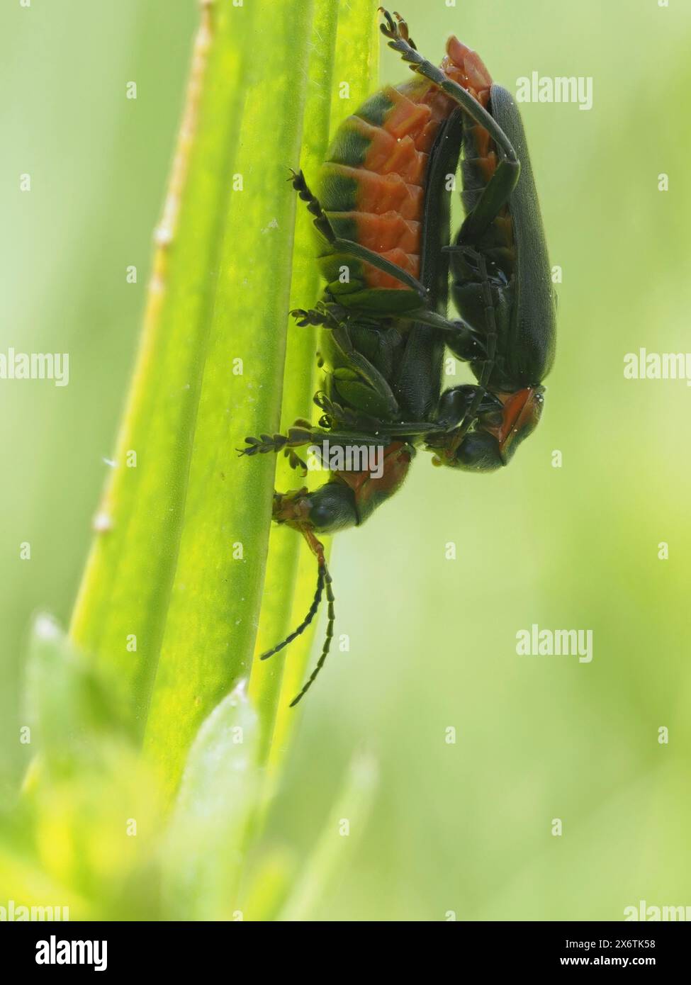 Accoppiamento di insetti, vicino a Bad Mitterndorf, Stiria, Austria Foto Stock