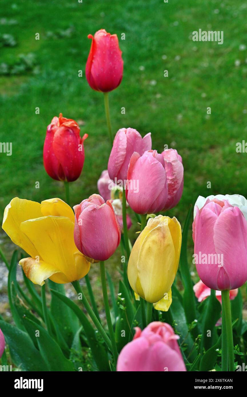 Tulipani colorati (Tulipa), Allgaeu, Svevia, Baviera, Germania Foto Stock