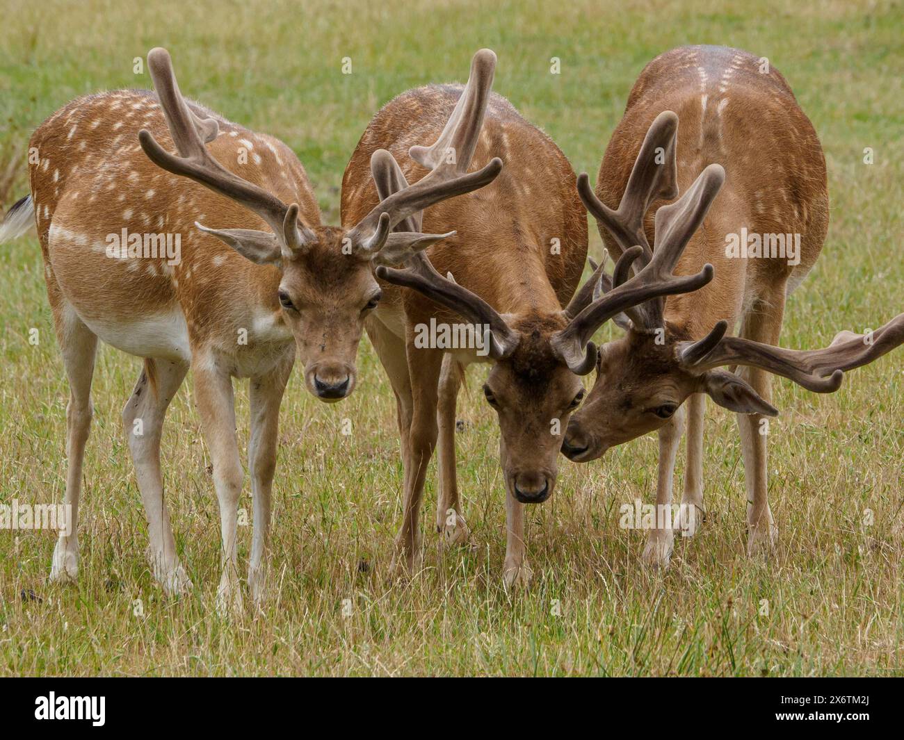Tre cervi vicini in un prato verde, caprioli e cervi in un prato ai margini di una foresta, capreolus capreolus, Duelmen, Germania Foto Stock