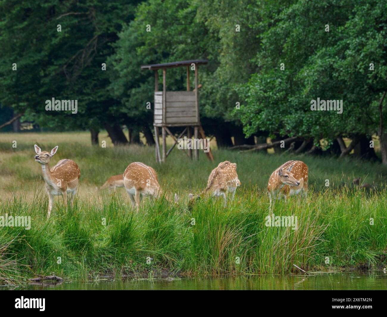 Quattro caprioli che pascolano ai margini di una foresta vicino a un nascondiglio rialzato, caprioli e cervi in un prato ai margini di una foresta, capreolus capreolus Foto Stock
