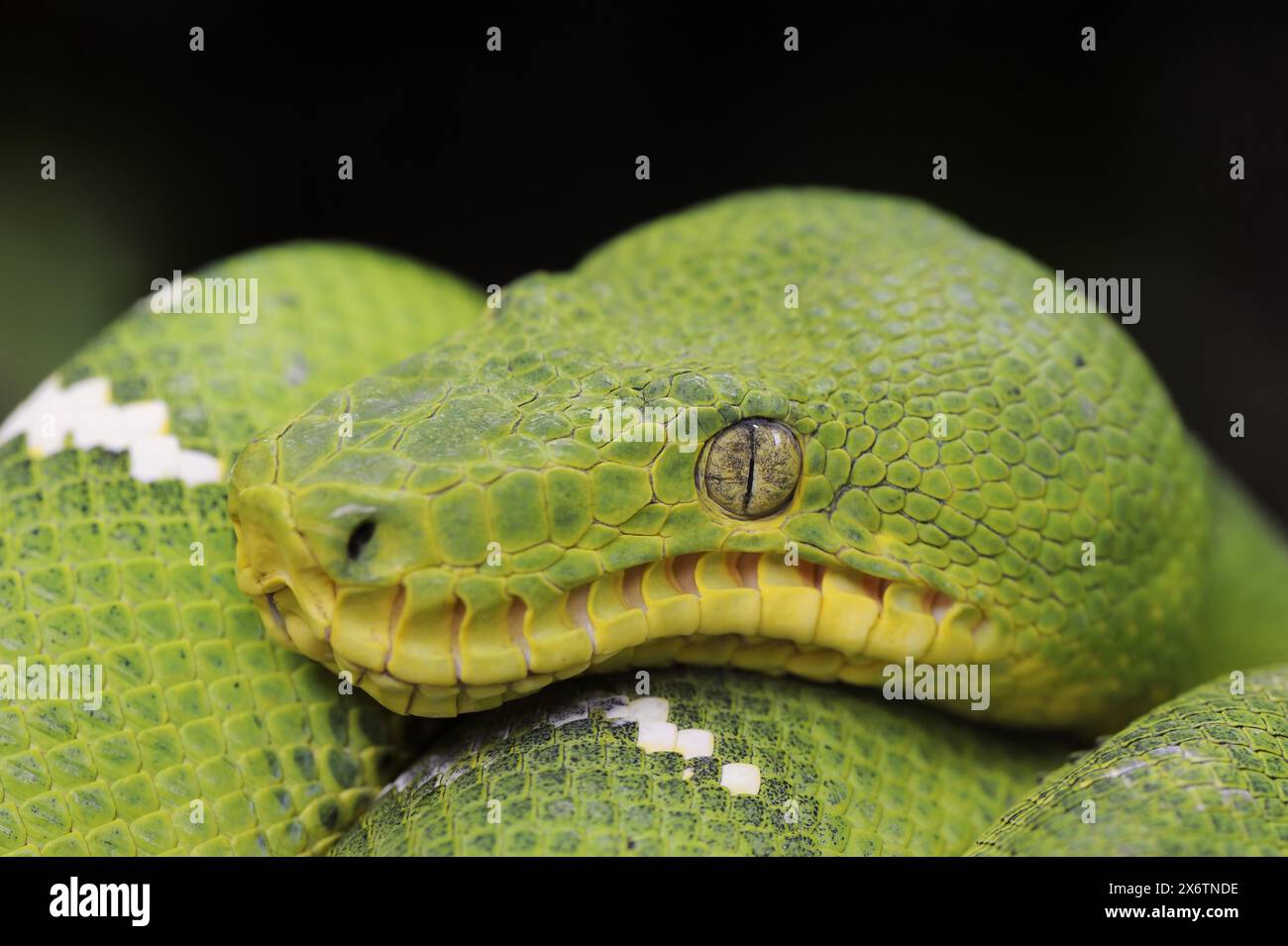 Boa verde smeraldo (Corallus caninus), prigioniero, presenza in Sud America Foto Stock