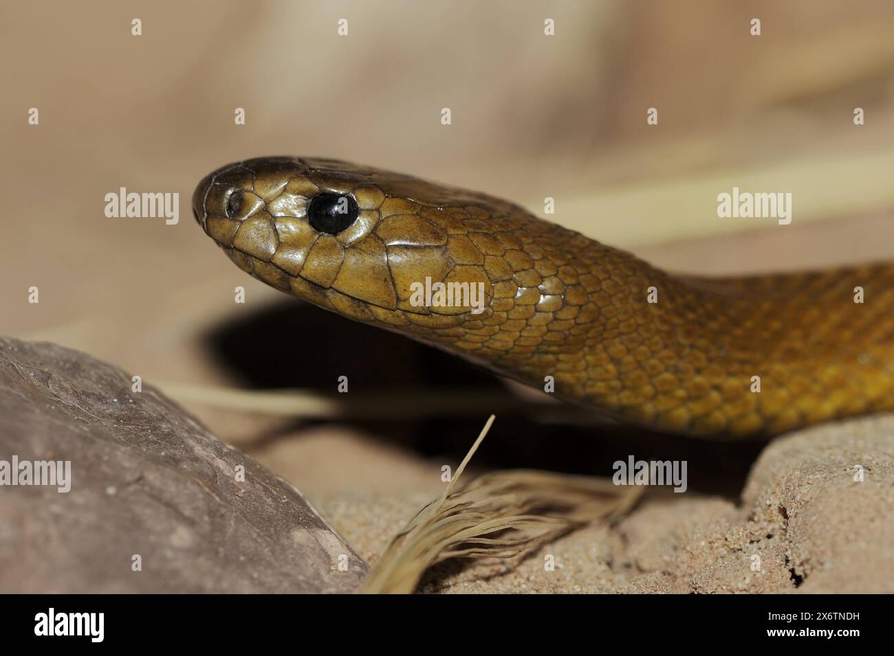 Taipan interno o taipan occidentale (Oxyuranus microlepidotus, Parademansia microlepidota), il serpente più velenoso del mondo, prigioniero, che si verifica in Foto Stock